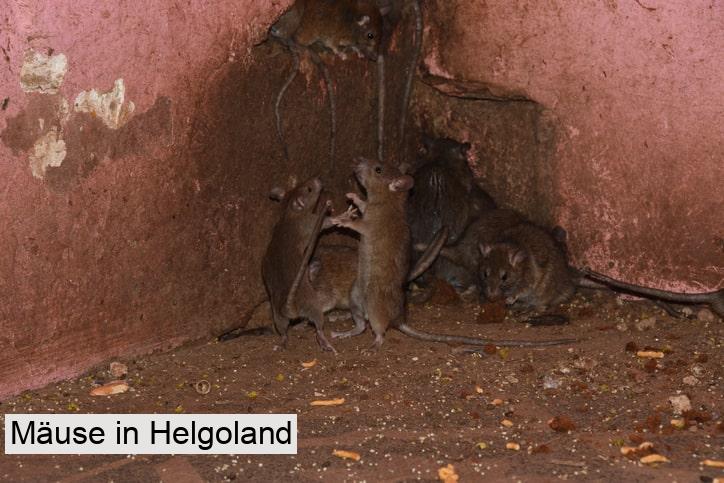 Mäuse in Helgoland